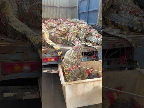 نقل تماسيح حية بفكوك مقيدة