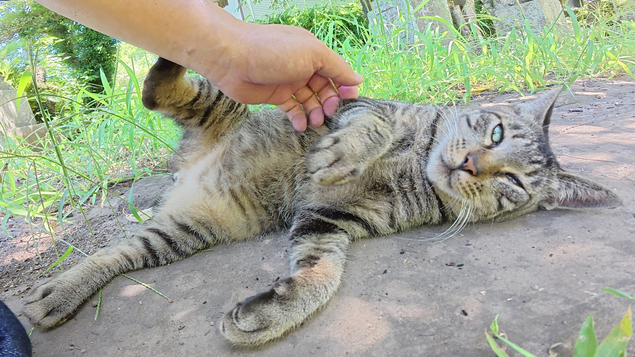 睨む猫 河川敷にて I climb the stairs with the stray cat to the seaside shrine