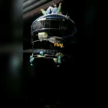 suara puter pelung istimewa