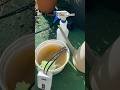 How to make free Fertilizer 🤑🥳  #diy  #gardening #nature