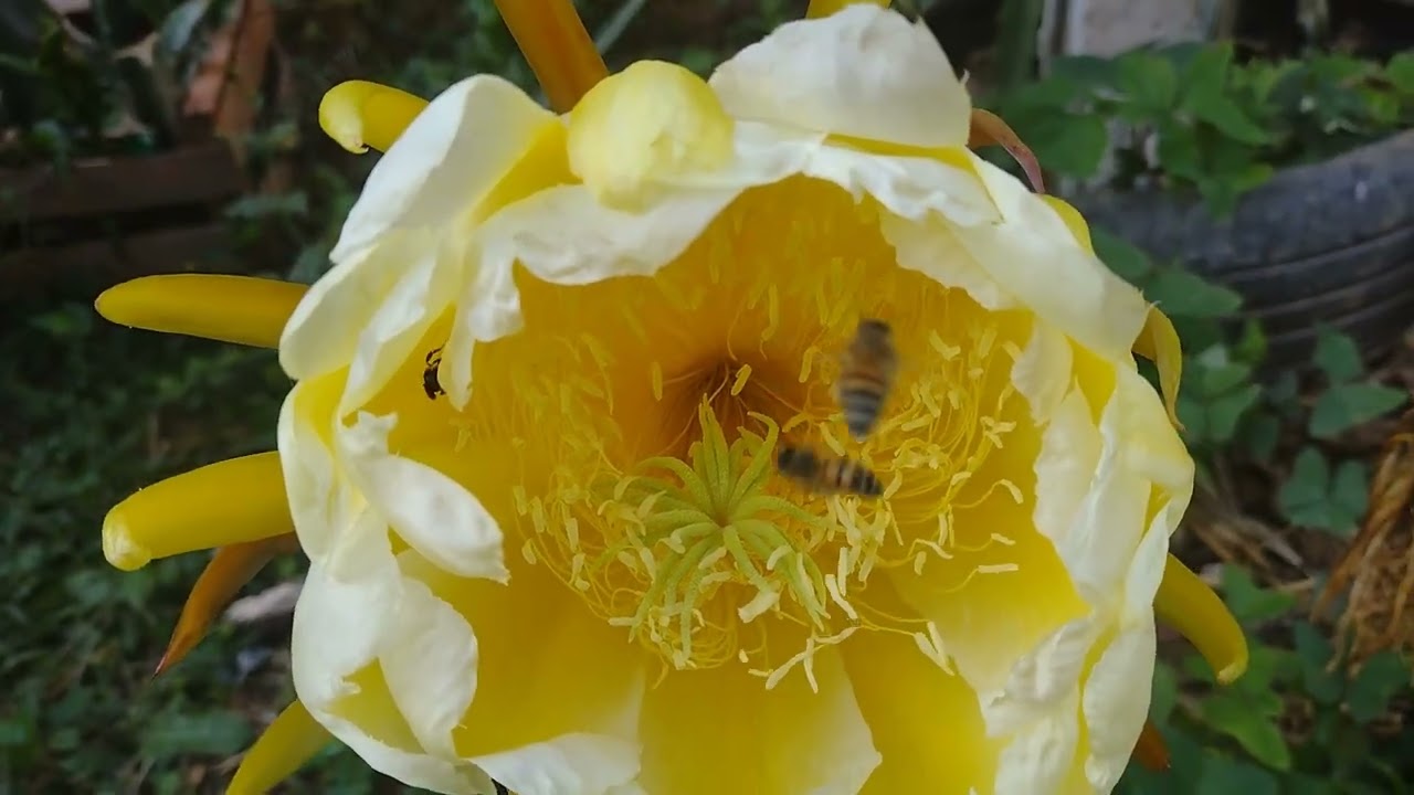 Qual a diferença de variedade de pitaya auto fértil e auto polinizavel.