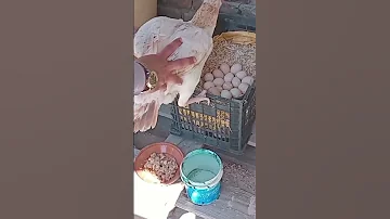 Chicken Eggs Hatching Aseel Murga Hatching Petsvlog Broodyhen Farming Chicken Poultry 