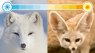 All 22 Species of Foxes (Organised by Continent) by Textbook Travel 332,860 views 1 year ago 18 minutes