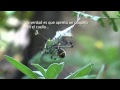 Argiope spider attack