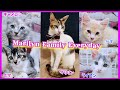 家猫になりました！元野良猫マリリン・ファミリー ・エブリディ