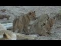 Safari Live : The Nkuhuma Pride and Cubs as seen on drive this afternoon July 18, 2016