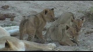 Safari Live : The Nkuhuma Pride and Cubs as seen on drive this afternoon July 18, 2016