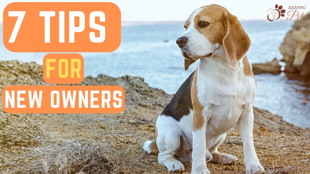 Happy Beagle: 7 Vital Tips for First-Time Owners!