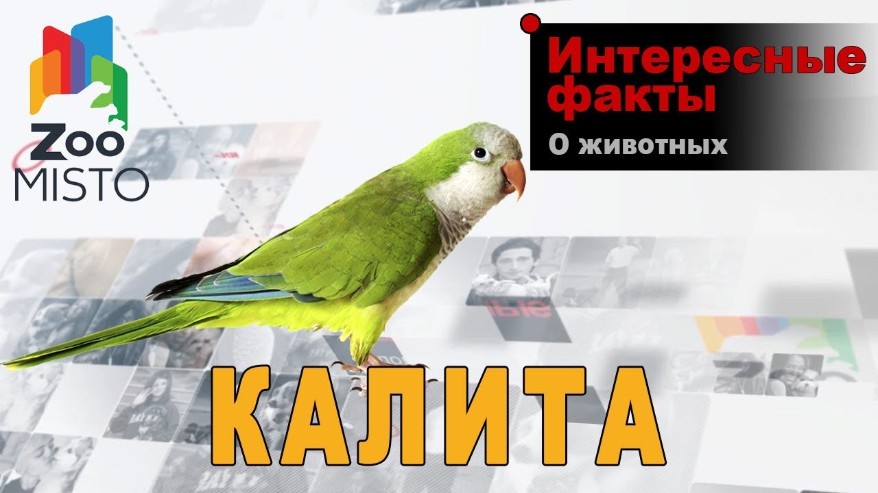 Калита - Интересные факты о виде  | Вид попугая калита