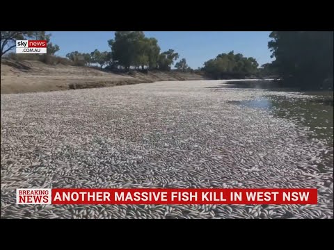 Hundreds of thousands of dead fish discovered in Menindee, NSW