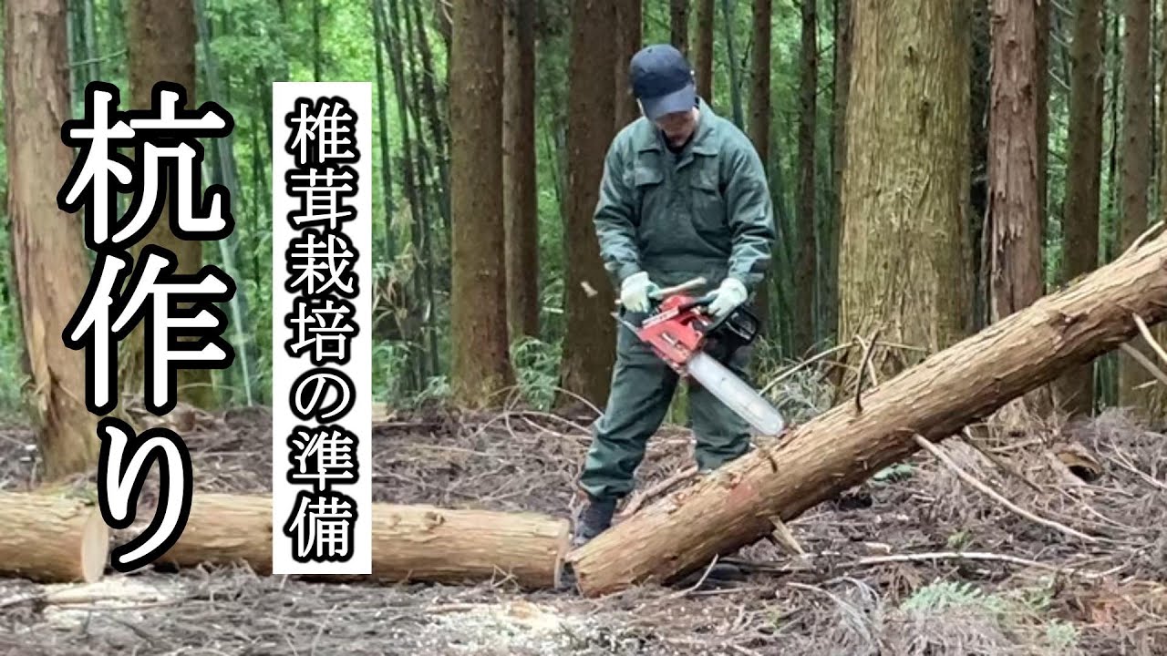【椎茸づくり】山で杭を手作り！原木栽培の準備作業を紹介します