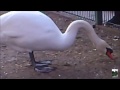 Февральская оттепель 2017   ЛЕБЕДИ НА ПРОГУЛКЕ   February thaw  Swans on a walk