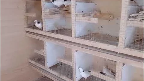 Что нужно делать чтобы было много пискунов и голуби были здоровы