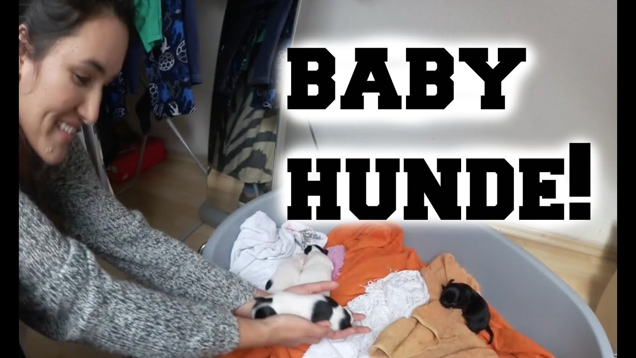 baby hunde baby hunde