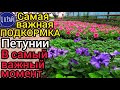 Самая важная ПОДКОРМКА для ПЕТУНИИ в самый важный момент✔️. Приземистая, ровная, красивая ПЕТУНИЯ.💯💣