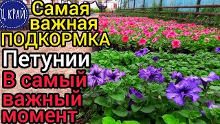 видео: Самая важная ПОДКОРМКА для ПЕТУНИИ в самый важный момент✔️. Приземистая, ровная, красивая ПЕТУНИЯ.💯💣 картинка: Самая важная ПОДКОРМКА для ПЕТУНИИ в самый важный момент✔️. Приземистая, ровная, красивая ПЕТУНИЯ.💯💣