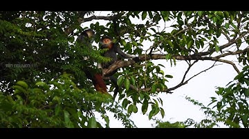 Có ai đã được xem Voọc chà vá chân nâu "xxx" chưa nhỉ ?