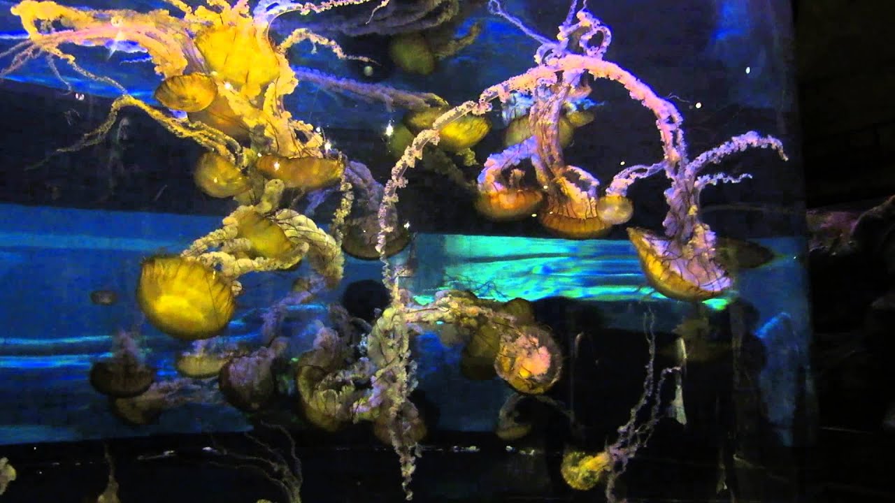 The Jellyfish Tank at Mandalay Bay in Las Vegas YouTube