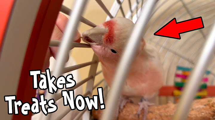 Pink Cockatoo Starts Taking Treats From My Hand