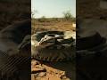 The Snake that can go a Year without Eating! #snake #wildlife #nature #shorts #viralvideo #python