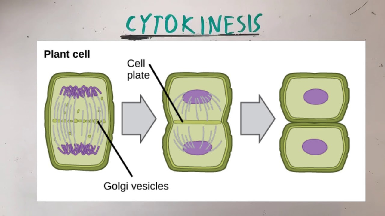 Аппарат деления клетки. Mitosis in Plant and animal Cells. Деление клетки анимация. Деление клетки Мем. Айфон деление клетки.