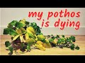 Reviving my dying pothos  postvacation plant vlog