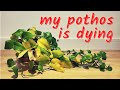 Reviving My Dying Pothos Post Vacation Plant Vlog Reviving My Dying Pothos Post Vacation Plant Vlog