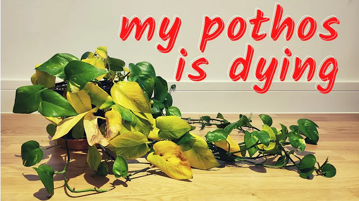 Reviving my dying pothos | post-vacation plant vlog - DayDayNews
