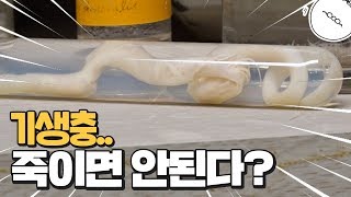 기생충..사실 죽이면 안된다? feat 일분과학, 비썹, 김태진 [미나니의 스낵교양]