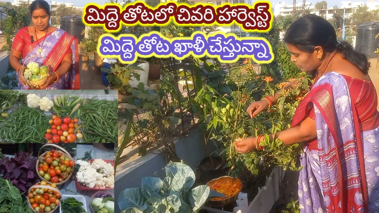 ఈరోజు మిద్దె తోటలో కూరగాయలు ఆకుకూరలు పువ్వులు హార్వెస్ట్#harvest 