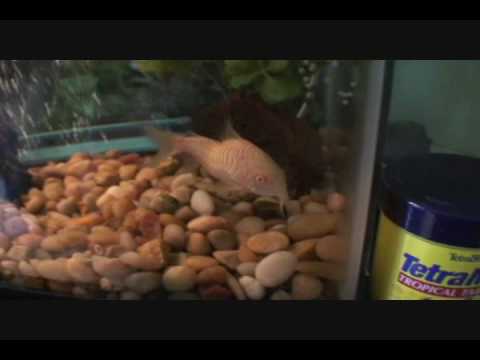 My albino cory fish laying eggs