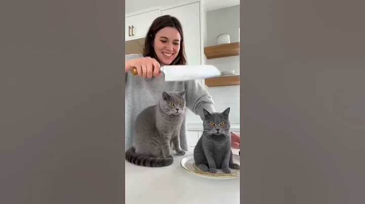 Video 11788781: cat cutecat pets funnycats, funnycat cat pet cute, cat pets cutecat funny, hilarious cat's reaction
