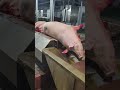 二師兄抖抖傲