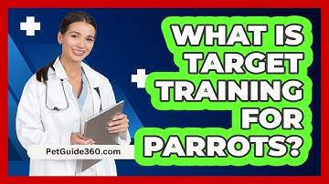 What Is Target Training For Parrots? - PetGuide360.com