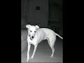 Caught this strange moment on night camera #shorts
