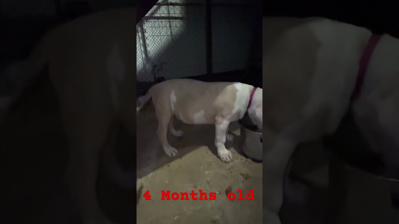 This Man Putting On Some Serious Weight Americanbully Bossybloodline Ddk9 Puppy Xlbully War