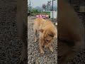 #진도아지매 #진도사내구함 #외로움 #진도개 #신부님