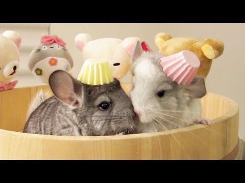 Chinchilla Love & Kisses
