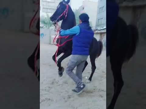 الفحل الاسطورة نجم الليل