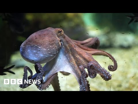 World&#039;s first octopus farm proposals alarm scientists – BBC News