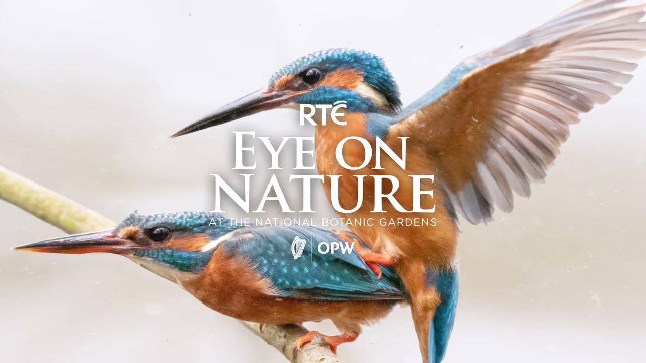 RTÉ Eye on Nature returns