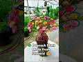 🦚 Peacock Shape Moss Rose Plant | Amazing DIY Flower Pot Idea 🌸#shorts
