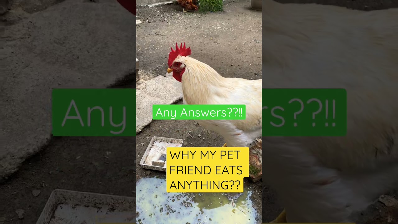 Why My Pet Chickens Eats ANYTHING? zon live YouTube