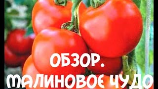 Томаты. Выращивание томатов в теплице и в открытом грунте Малиновое чудо(В этом видео я делаю обзор урожая #томатов #Малиновое чудо выращенных в теплице и открытом грунте. Год удалс..., 2016-12-24T18:32:35.000Z)