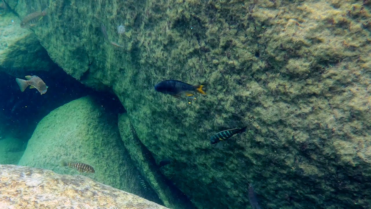 Swimming With Cichlids - Ophthalmotilapia Ventralis - Lupita Island