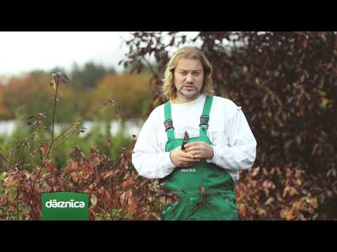 Video: Plūškoka audzēšana: kā audzēt plūškoka augus