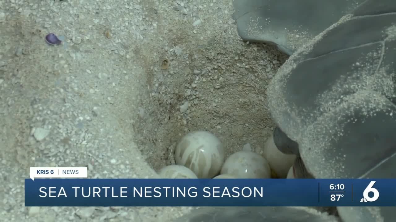 Turtle nesting season is underway, ways to keep the aquatic animal safe ...