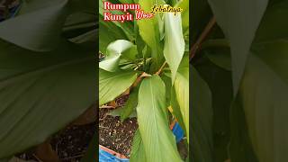 How to harvest curcuma #curcumin #herbal medicine #turmeric #jamugendong #horticulture #organic