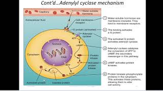 4  General Principles of HORMONAL ACTION