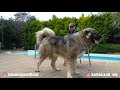 DEV KAFKAS ÇOBAN KÖPEĞİ Mİ ? ROTTWEİLER MI ? ( SİZCE HANGİSİ GÜÇLÜ ? KARAR SİZİN ) ORTAM GERGİN